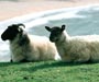 Black faced sheep on a mountain in Connemara County Galway Ireland